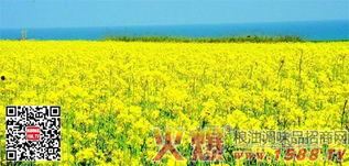 国产四级,创新驱动，引领未来科技发展